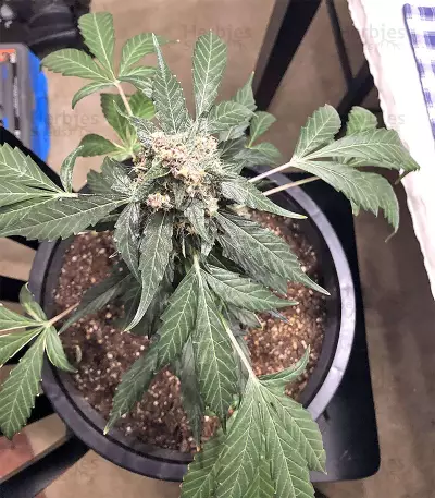 Super Auto Lemon Haze (Original Sensible Seeds) Cannabis-Samen