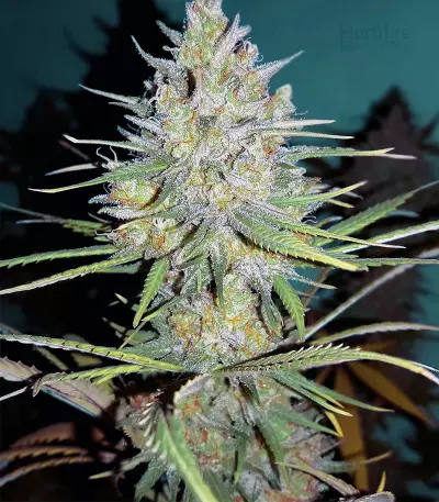 Sweet Cheese XL Auto (Sweet Seeds) Cannabis-Samen