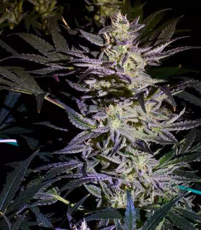 White Diesel Haze Automatic (White Label) Cannabis-Samen