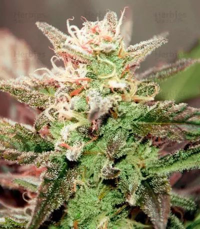 White Haze Automatic (White Label) Cannabis-Samen