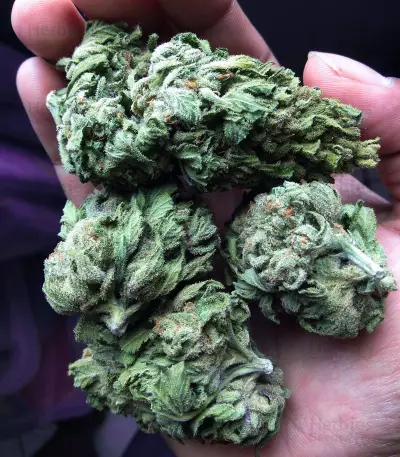 White Thunder strain