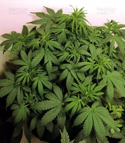 White Widow Auto (Kera Seeds) Cannabis-Samen