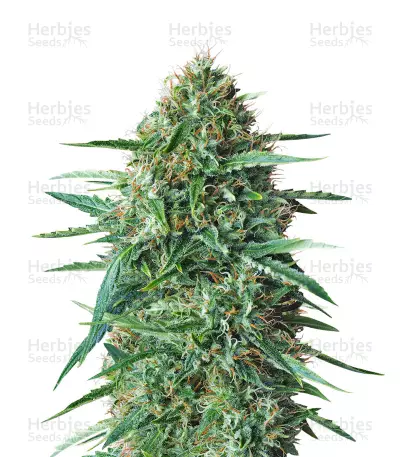 Amnesia Haze (Expert Seeds) Cannabis-Samen