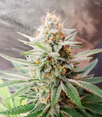 Banana Bomb (Bomb Seeds) Cannabis-Samen