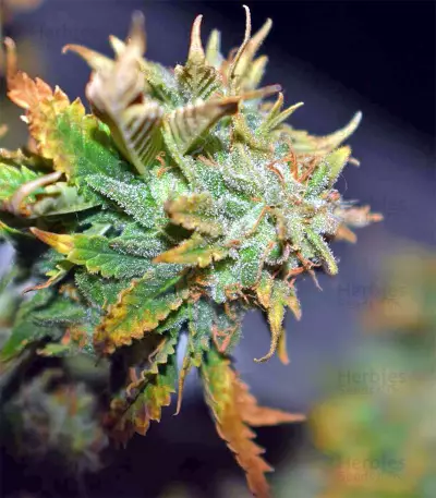 Blue Sherbet S1 strain