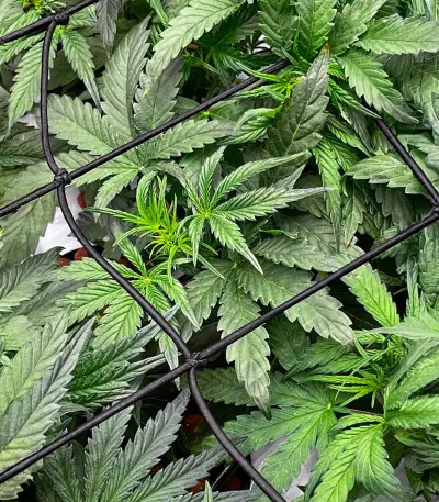 Bruce Banner Autoflower feminisierte Samen (Seedkeepers)