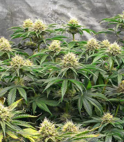 Bruce Banner Fast Version feminisierte Samen (EGS)