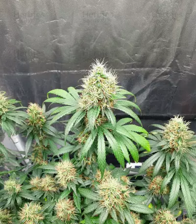 Buddha Haze (Big Buddha Seeds) Cannabis-Samen