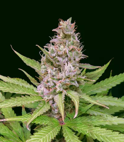 Critical Sour (Female Seeds) Cannabis-Samen
