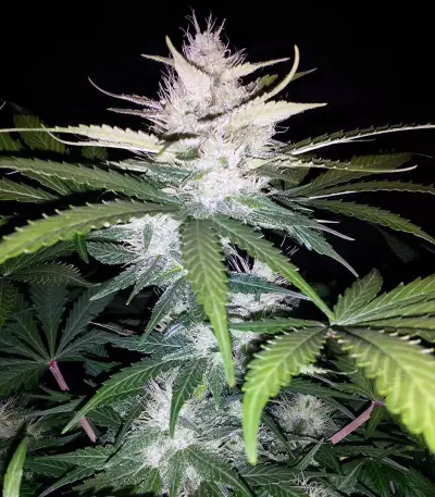 Cropical Fruit Auto (Cream of the Crop Seeds)