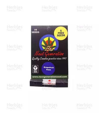 Grapefruit Haze regular (Next Generation Seeds) Cannabis-Samen