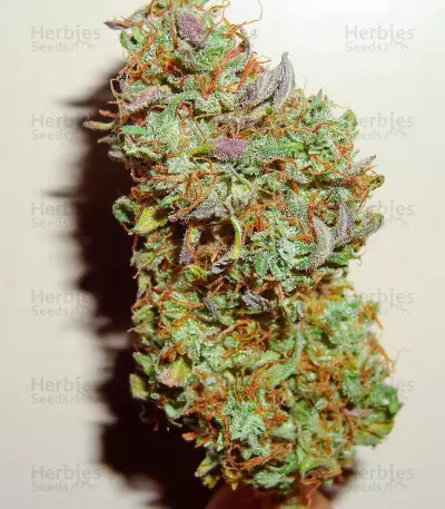 Green Crack Auto (Fast Buds) Cannabis-Samen
