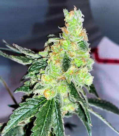 Lemon OG feminisierte Samen (AlphaFem Seeds)