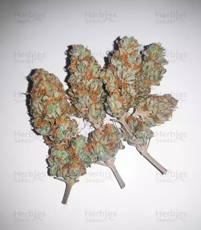 Lord Kush feminisierte Samen (Delicious Seeds)