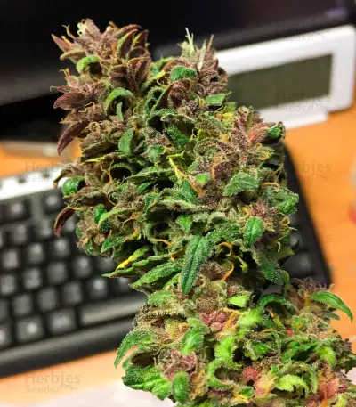 LSD-25 Auto feminisierte Samen