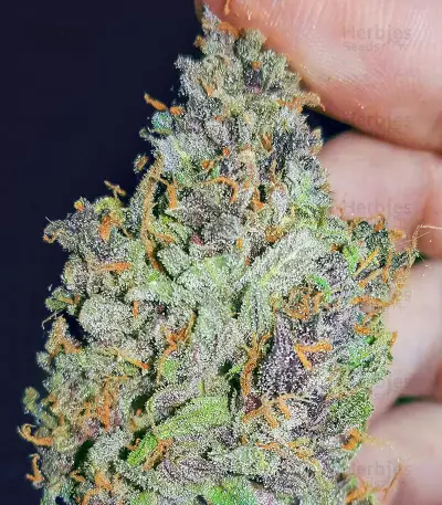 Mandarin Thuggee feminisierte Samen (AlphaFem Seeds)