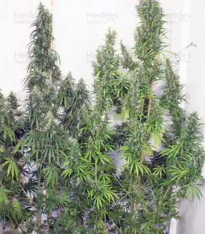 Mekong High (Dutch Passion) Cannabis-Samen