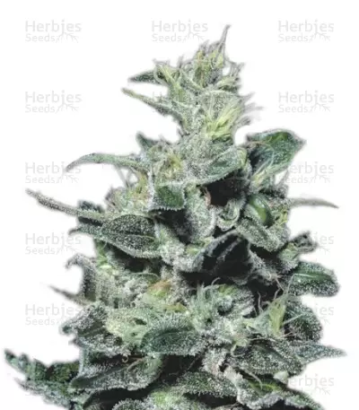 Nebula (Paradise Seeds) Cannabis-Samen