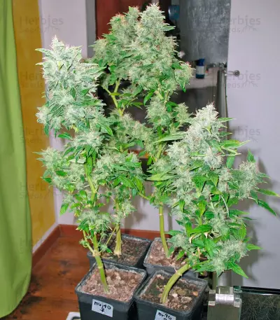 Opium (Paradise Seeds) Cannabis-Samen