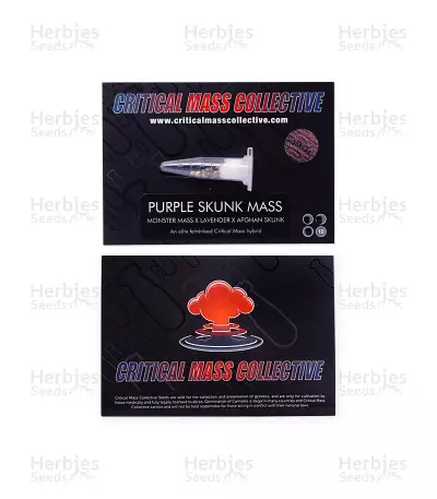 Purple Skunk Mass (Critical Mass Collective Seeds) Cannabis-Samen