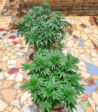 Respect 4 Gorilla (Expert Seeds) Cannabis-Samen
