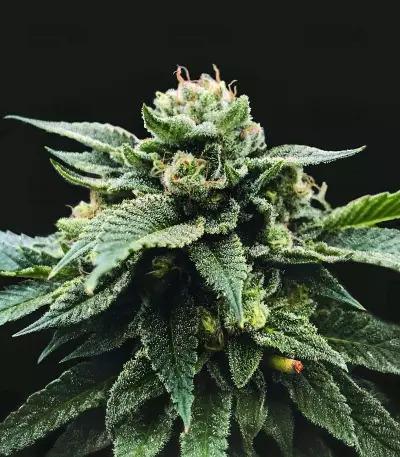 Sorbet Stash (DNA Genetics) Cannabis-Samen