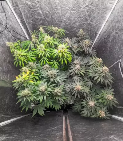 1-800-Cinderella-99 Autoflower feminisierte Samen (Seedkeepers)