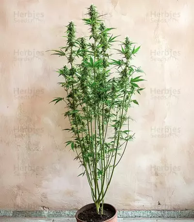Amnesia Haze Auto Samen feminisiert (Barney's Farm)