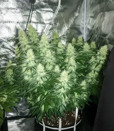 California Orange Cheese (Big Buddha Seeds) Cannabis-Samen
