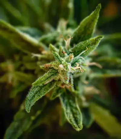 California Special (K.C. Brains Seeds)