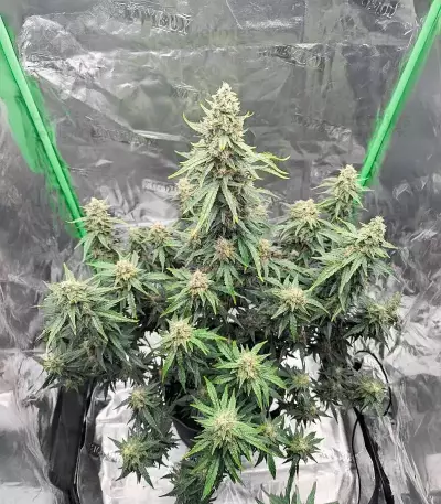 Candy Cane Mango Autoflower feminisierte Samen (Seedkeepers)