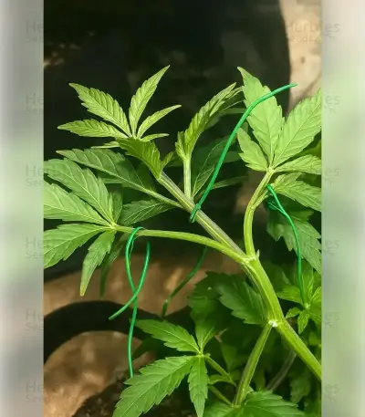 Gelato 44 (Tyson S) (Royal Queen Seeds)