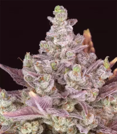 Gorilla Cookies Auto (Fast Buds)