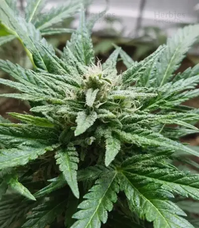 Green Gelato Automatic (RQS) Cannabis-Samen