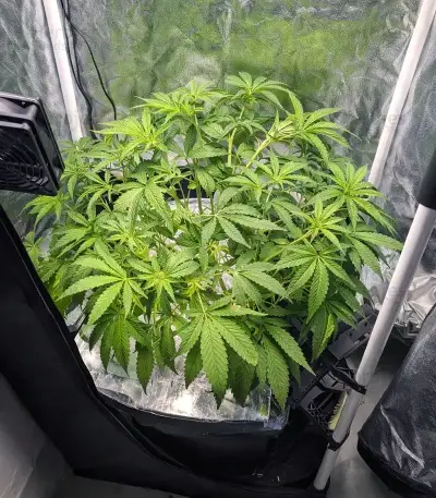 Grimm Glue (Brothers Grimm Seeds)