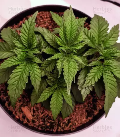 Purple Punch feminisierte Samen (Barney’s Farm)