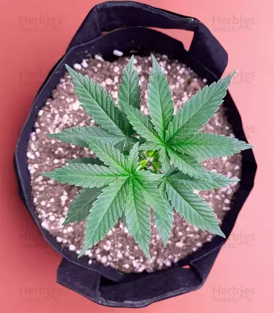 The Upsetter feminisierte Samen (Humboldt Seed Company)