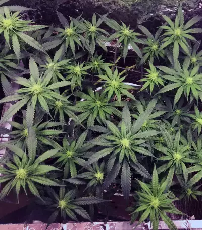 Trippy Gorilla (Big Head Seeds) Cannabis-Samen