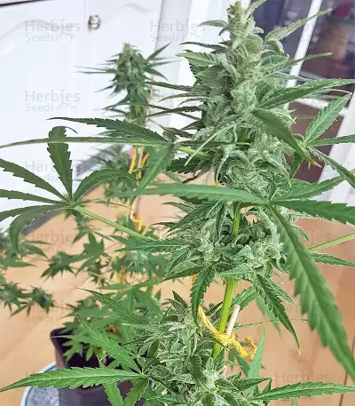 White Widow (Seedstockers) Cannabis-Samen