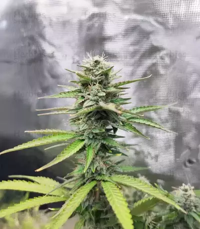 White Widow x White Fire OG Autoflower feminisierte Samen (Seedkeepers)
