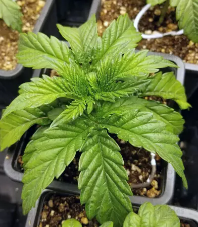 Sugar Breath (Humboldt Seeds Organization) Cannabis-Samen