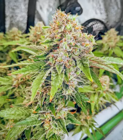 Totally Alpha OG feminisierte Samen (AlphaFem Seeds)