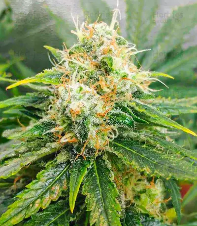 Vitality feminisierte Samen (AlphaFem Seeds)