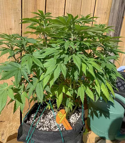 Wedding Cookies Samen feminisiert (Original Sensible Seeds)