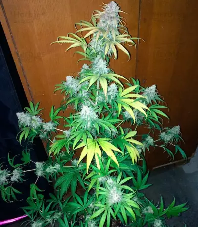 Lemon Shining Silver Haze (RQS) Cannabis-Samen