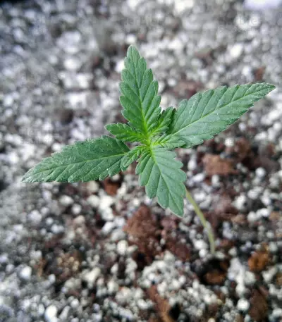 Burmese Kush (Kera Seeds)