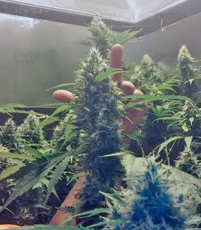 Lemon Skunk (GHS) Cannabis-Samen