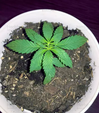 Auto Ghost OG (Original Sensible Seeds) Cannabis-Samen