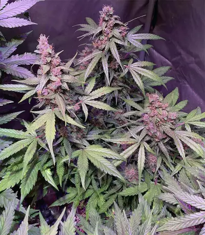 Auto Purple (Original Sensible Seeds) Cannabis-Samen