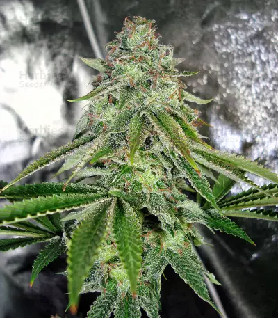 Bakers Delight (DNA Genetics) Cannabis-Samen